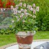 STACHYS SUMMER SWEETS