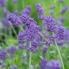 LEVANDULA-LEKARSKA-FELICE_2