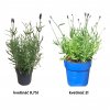LEVANDULA-LEKARSKA-FELICE_3