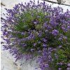 LEVANDULA-LEKARSKA-FELICE_1