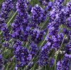 LEVANDULA-LEKARSKA-VALENCE-DARK-VIOLET_2