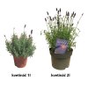 LEVANDULA-LEKARSKA-VALENCE-DARK-VIOLET_3