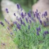 LEVANDULA-LEKARSKA-VALENCE-DARK-VIOLET_1