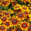 RUDBEKIA HIRTA SUMMERINA ORANGE
