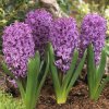 HYACINT PURPLE SENSATION 3 ks