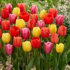 TULIPÁN DARWIN MIX 7 ks