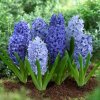 HYACINT BLUE SHADES MIX BAL 3ks