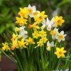 NARCIS BOTANICAL MIX BAL 10 ks