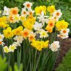 NARCIS-MULTIFLOWER-MIX-BAL-8-KS_1