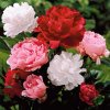 PIVÓNIA BYLINNÁ LACTIFLORA MIX