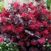 LOROPETALUM-CINSKY-EVER-RED_1