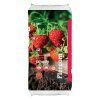 SUBSTRÁT NA JAHODY FLORCOM 50 l