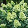 HORTENZIA METLINATÁ LIMELIGHT PRIME