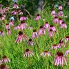 ECHINACEA SIMULATA