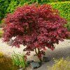 acer bloodgood cover