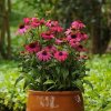 ECHINACEA SUNSEKERS HOT PINK