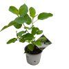 hortenzia stromcekovita sublime annabelle real