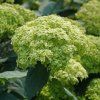 hortenzia stromcekovita sublime annabelle detail