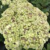 hortenzia stromcekovita sublime annabelle detail2