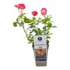 RUŽA POMPEJI (Kvetináč 3 litre)