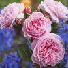 RUZA MARIE HENRIETTE 1