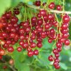 Ribes r. 'Jonkheer van Tets' C1,5/P15 50/+ CM