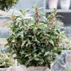 SARCOCOCCA CONFUSA winter gem 1