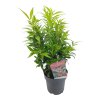 SARCOCOCCA CONFUSA winter gem real