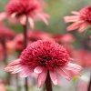 ECHINACEA RASPBERRY TRUFFLE (Kvetináč 1,5 litra, Výška 50 cm)