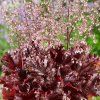 HEUCHERA AMERICANA MELTING FIRE