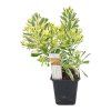 sedum takesimense atlantis real