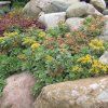 sedum kamtschaticum variegatum cover