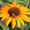 ECHINACEA HONEY SKIPPER (Kvetináč 1,5 litra, Výška 30 cm)