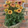 RUDBECKIA FLAMENCO APRICOT (Kvetináč 1,5 litra, Výška 40 cm)