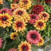 RUDBECKIA FLAMENCO APRICOT (Kvetináč 1,5 litra, Výška 40 cm)