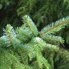 PICEA OMORIKA DETAIL