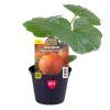 planty hokkaido real