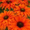 ECHINACEA ORANGE (Kvetináč 5 litrov, Výška 30 cm)