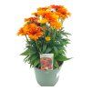 ECHINACEA ORANGE (Kvetináč 5 litrov, Výška 30 cm)