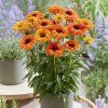 ECHINACEA ORANGE (Kvetináč 5 litrov, Výška 30 cm)