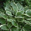 HOSTA FORTUNEI FRANCEE (Kvetináč 1,5 litra)