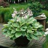 HOSTA FORTUNEI FRANCEE (Kvetináč 1,5 litra)