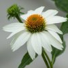 ECHINACEA ALBA (Kvetináč 2 litre, Výška 30 cm)