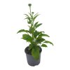 ECHINACEA ALBA (Kvetináč 2 litre, Výška 30 cm)