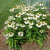 ECHINACEA ALBA (Kvetináč 2 litre, Výška 30 cm)