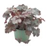 HEUCHERA SILVER SCROLLS (Kvetináč 1 liter, Výška 5 cm)