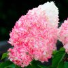 HORTENZIA METLINATÁ LIVING PINK & ROSE NA KMIENKU (Kmienok 80 cm, Kvetináč 14 litrov)