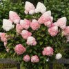 HORTENZIA METLINATÁ LIVING PINK & ROSE NA KMIENKU (Kmienok 80 cm, Kvetináč 14 litrov)