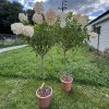 HORTENZIA METLINATÁ LIVING PINK & ROSE NA KMIENKU (Kmienok 80 cm, Kvetináč 14 litrov)
