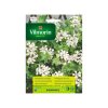 biela pelargonia previsla vilmorin p407
